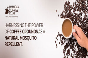Harnessing the Power of Coffee Grounds as a Natural Mosquito Repellent